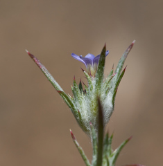 Eriastrum tracyi