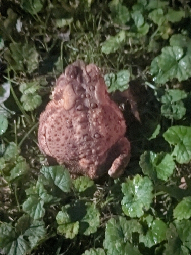 American Toad