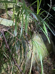 Lycodon futsingensis