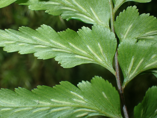 Asplenium contiguum, 2026-09-12
