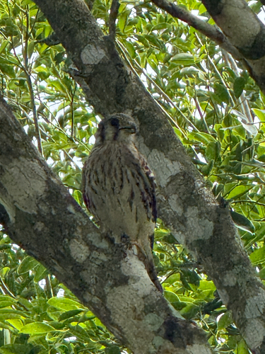 American Kestrel