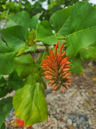 Erythrina variegata observed 2026-09-13