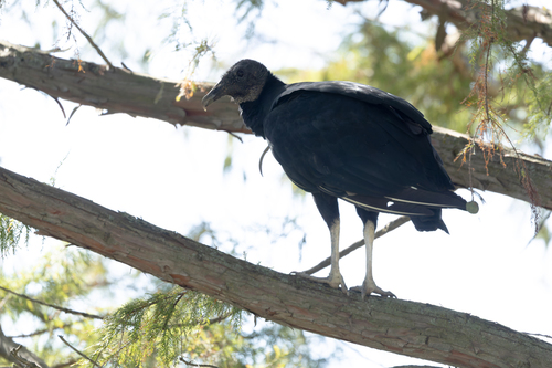 Black Vulture
