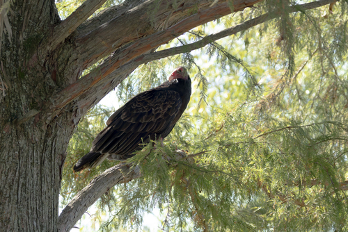Turkey Vulture