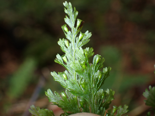 Vandenboschia davallioides observed 2026-09-12