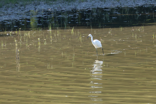 Snowy Egret