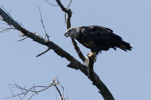 Bald Eagle