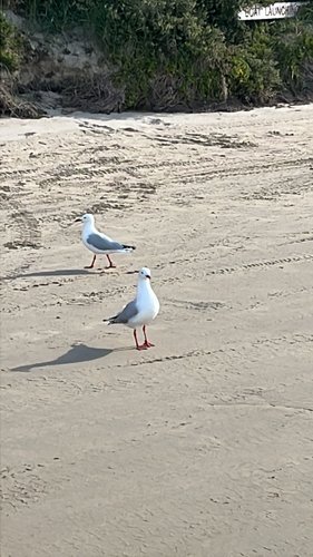 Silver Gull