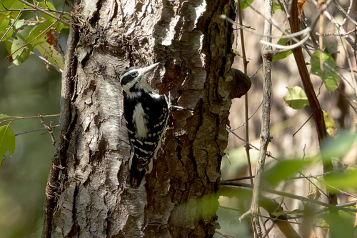 Hairy Woodpecker