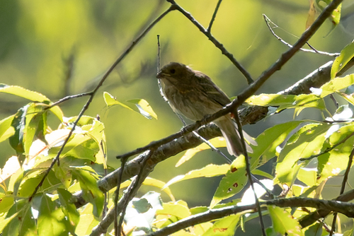 Indigo Bunting