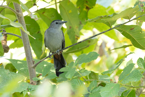 Gray Catbird