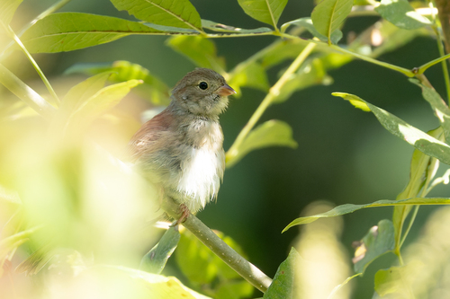 Field Sparrow