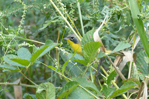 Common Yellowthroat