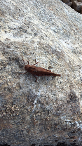 Carolina Grasshopper