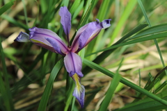 Iris graminea