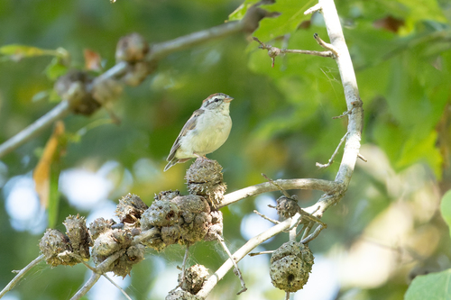 Chipping Sparrow