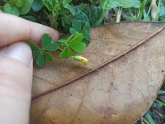 Oxalis