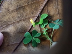 Oxalis