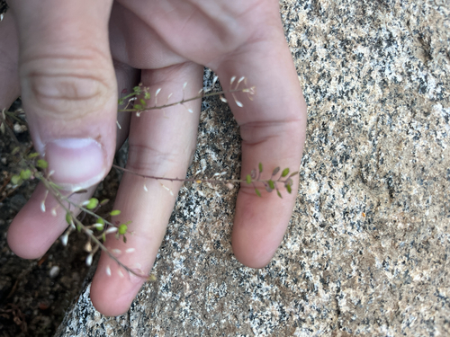 iNaturalist observation photo of Western Tansymustard