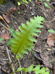 author not stated, no rights reserved Pedicularis canadensis, photograph author not stated, no rights reserved