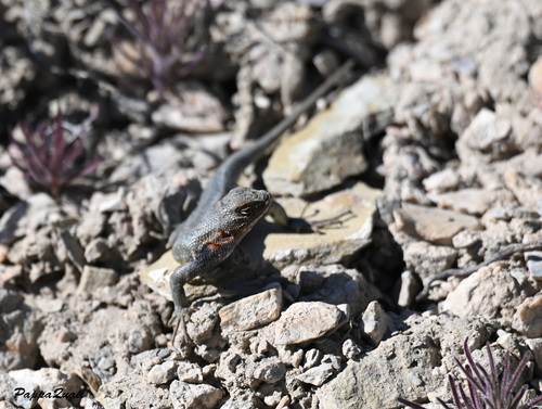 iNaturalist observation photo of Common Sagebrush Lizard