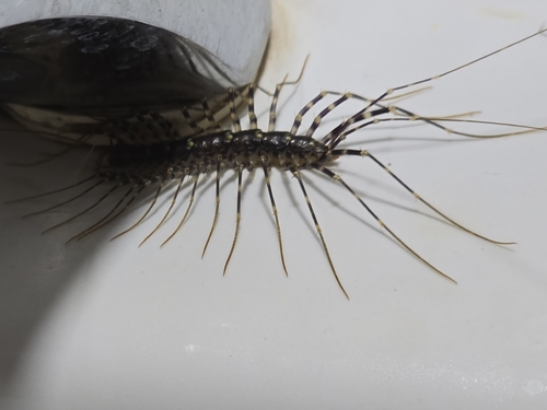 Long-legged Centipede
