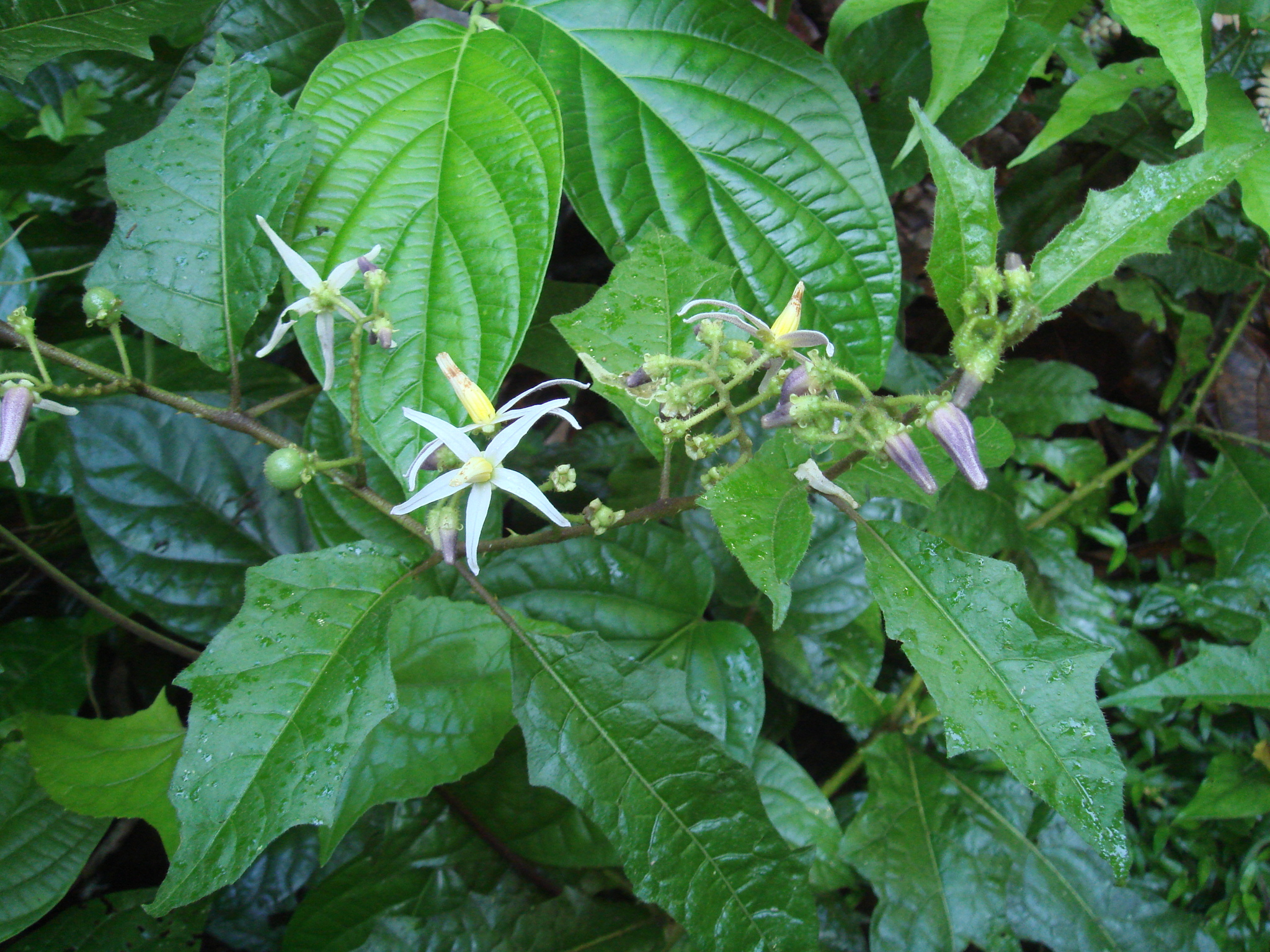 Solanum volubile