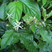 Solanum volubile - Photo (c) gavin_miller, μερικά δικαιώματα διατηρούνται (CC BY-NC)