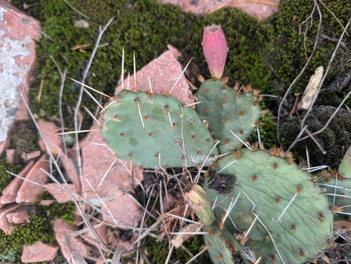 Opuntia cymochila, photograph 2