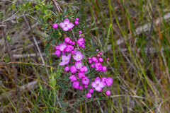 Boronia pinnata, photograph (c) dhfischer, some rights reserved (CC BY)
