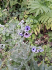 Cynoglossum creticum