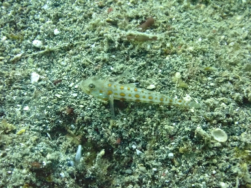 Valenciennea puellaris observed 2026-09-11