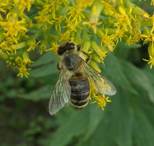 Western Honey Bee