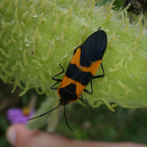 Large Milkweed Bug