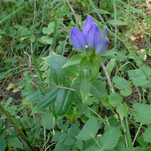 closed bottle gentian