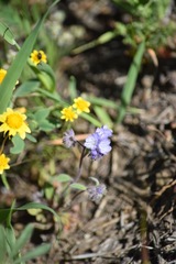 Phacelia breweri