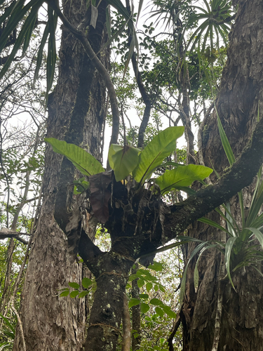 Asplenium nidus, 2026-09-12