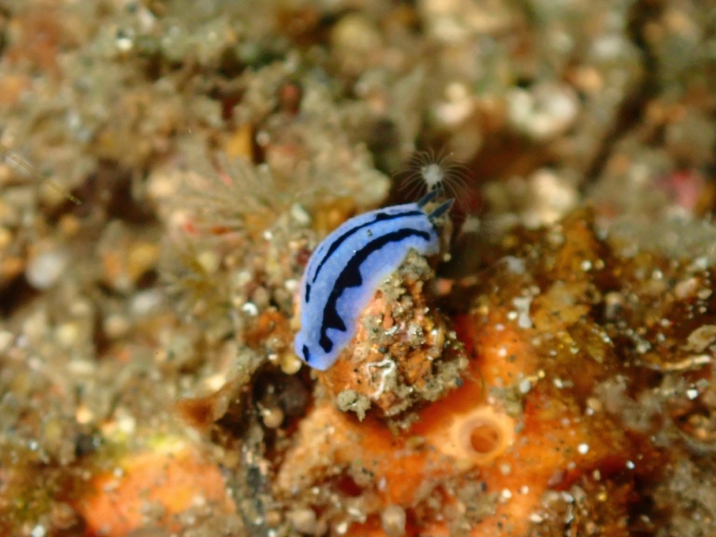 Anne's Phyllidiopsis