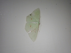 Tanaoctenia haliaria