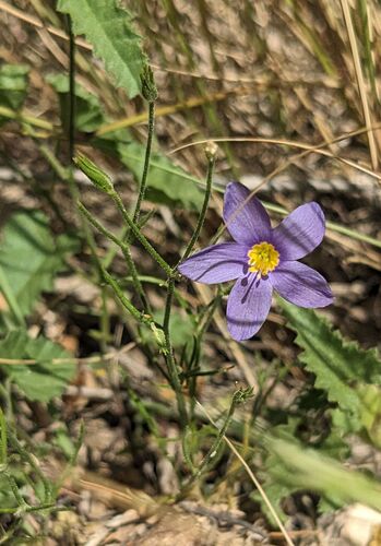 Prickleaf Gilia