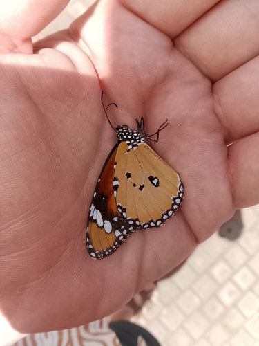 Plain Tiger Butterfly