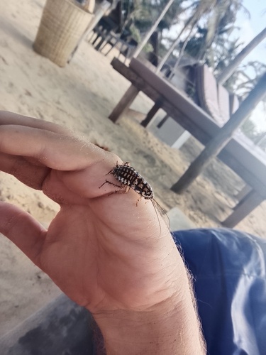 Harlequin Cockroach