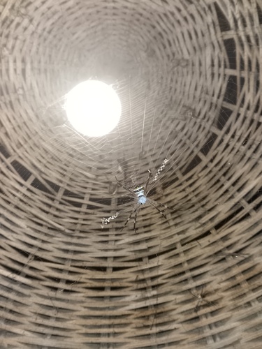 Signature Spider