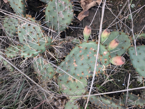 Opuntia cymochila, photograph 1