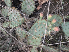 Opuntia cymochila, photograph (c) Jeff Hansen, some rights reserved (CC BY)