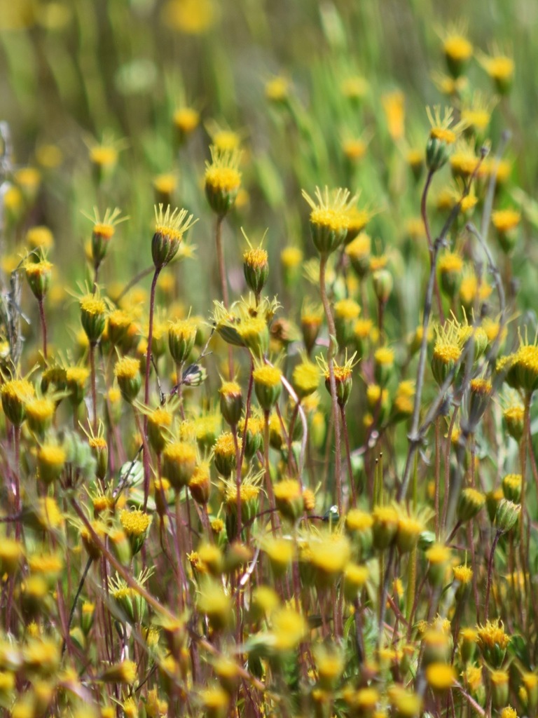 Meager Pygmydaisy