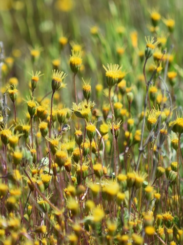 meager pygmydaisy (Pentachaeta exilis)
