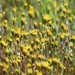 Meager Pygmydaisy - Photo (c) Amelia Ryan, some rights reserved (CC BY-NC), uploaded by Amelia Ryan