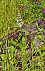 Stachys rigida quercetorum