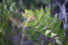 Angophora hispida, photograph (c) Bryce Watts-Parker, some rights reserved (CC BY)